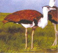 Gaga Wild Life Sanctuary