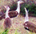 Gaga Wild Life Sanctuary