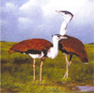 Kutch Bustard Sanctuary