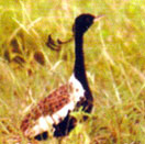 Kutch Bustard Sanctuary