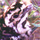 Kutch Bustard Sanctuary