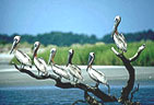 Thol Wild Life Sanctuary