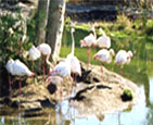 Thol Wild Life Sanctuary