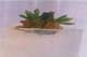 Tissue Culture Lab and Technology