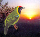 Vansda National Park