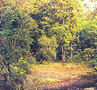 Vansda National Park