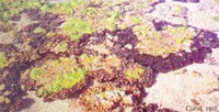 Coastal Wetlands