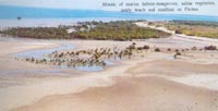 Coastal Wetlands